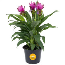 house plants various for sale house plants various for sale Denver