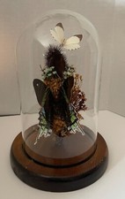 Vintage butterfly dome. for sale  Claypool