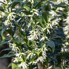 Sarcococca confusa sweet for sale Sarcococca confusa sweet for sale  HORSHAM