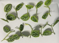 Silver satin pothos for sale  SOUTHAMPTON