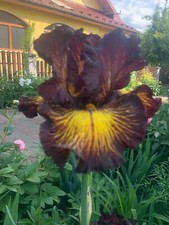 Bearded tall iris for sale  USA