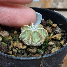 Aztekium hintonii vaso usato  Trevi