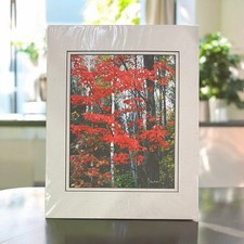 Maples birch nature for sale  Alvin