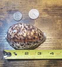 Tiger cowry cowrie for sale  Orland Park
