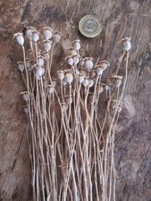 English dried flower for sale  HEREFORD