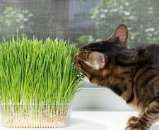 Cat grass seeds for sale  USA