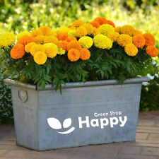 African marigold sierra for sale  DONCASTER