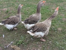 toulouse geese for sale toulouse geese for sale GLOUCESTER