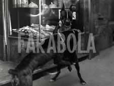 Vintage animali due usato  Roma