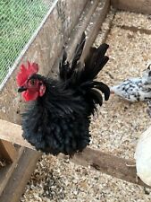 Fertile serama eggs. for sale  Piney Flats