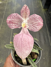 Pink parvi vietnam for sale  Melbourne