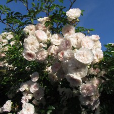 Highworth 5.5lt potted for sale  SPALDING