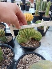 Cactus crestato variegato usato  Quartu Sant Elena