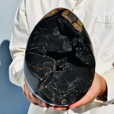 8.89lb natural turtle for sale  Burlington