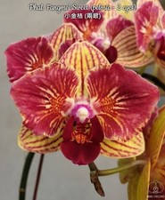 Phalaenopsis fangmei sweet gebraucht kaufen  Straubenhardt