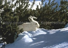 Hasen alpenschneehase lepus gebraucht kaufen  Deutschland