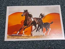 Pferde postkarte pinto gebraucht kaufen  Hamburg
