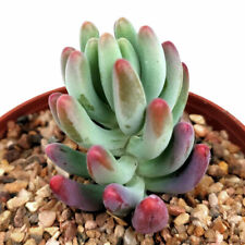 Sedum pachyphyllum jellybeans for sale  LEIGH