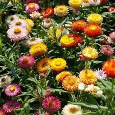 Strawflower dwarf mixed for sale  Sevierville