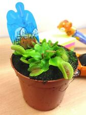 Venus fly trap for sale  BIRMINGHAM