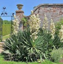 Yucca palme gloriosa gebraucht kaufen  Herne