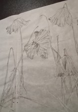 Antico disegno giapponese usato  Vogogna