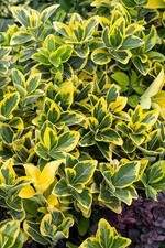 Live gold splash for sale  Laurel