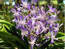 Rare vandachostylis lou for sale  HALSTEAD