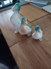 Laughing mallard duck for sale  WELLINGBOROUGH