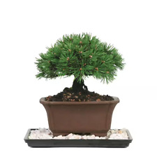 Dwarf mugo pine for sale  Denver