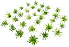 Fairy garden tillandsia for sale  Laurel