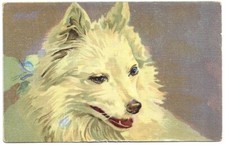 Antica cartolina animali usato  Savona