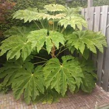 Tetrapanax papyrifer rex for sale  NORTHWICH