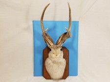Jackalope large shoulder for sale  Ooltewah