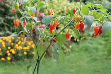 Chilli pepper seeds for sale  BROMSGROVE