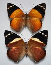 Smyrna blomfildia datis gebraucht kaufen  Berlin