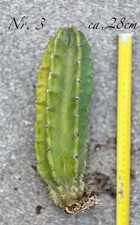 Selten bewurzelt riesen gebraucht kaufen  Schwaigern