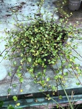 Muehlenbeckia complexa great for sale  WIMBORNE