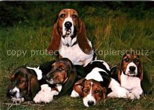 72621632 hunde basset gebraucht kaufen  Deutschland