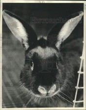 1976 press photo for sale  Memphis