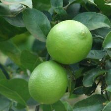 mexican key lime tree for sale mexican key lime tree for sale Ochlocknee