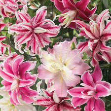 Lily flower bulbs for sale  Manitowoc