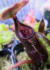 Semi nepenthes izumiae usato  Trappeto