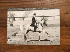 Asil araber hengst gebraucht kaufen Asil araber hengst gebraucht kaufen  Borna