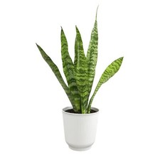 Live snake plant for sale  Dallas