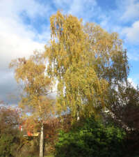 Betula pendula usato  Italia