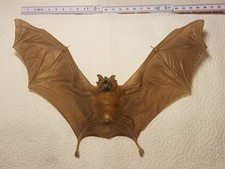 Rinolophus affinis männchen gebraucht kaufen  Halle