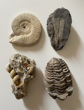 Fossile lot fossiles d'occasion  Montluçon