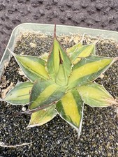 3 agave for sale 3 agave for sale Goleta