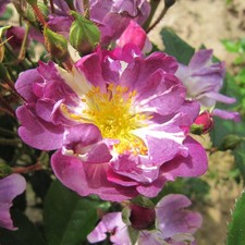 Veilchenblau 5.5lt potted for sale  SPALDING